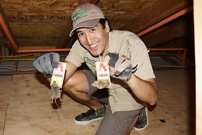 rodent trapping