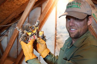 rodent trapping